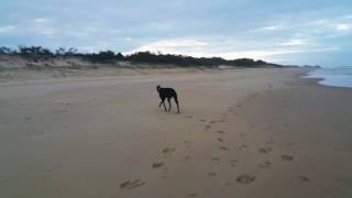 Greyhound realises he is off lead on the beach [upl. by Primo]