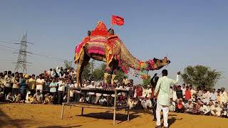 Most viral camel dance performance ll Rajasthani camel 🐫 dance।।neem ka thana [upl. by Mahmoud78]