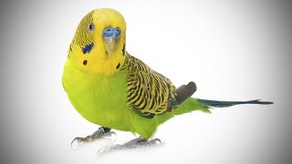 Talking Parakeet  Budgie With Amazing Vocabulary [upl. by Saideman]