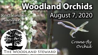 Woodland Orchids  Cranefly Orchid Tipularia discolor amp Rattlesnake Plantain Goodyera pubescens [upl. by Nilyaj]