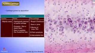 Histology of Hyaline cartilage Shotgun Histology [upl. by Naujad]