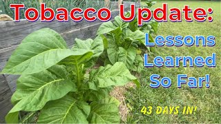 Tobacco Growing 43Day Update and Lessons Learned Hard to Grow in 5b [upl. by Semela]