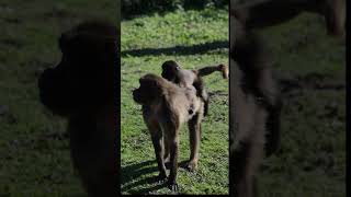 Gelada Baboon with young at Howletts gelada baboon howletts zoo animals wildlife daysout [upl. by Gloriana]