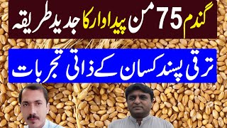 Farmer How to Achieve 75 Maunds Per Acre Production of Wheat in Pakistan  Kissan Pakistan [upl. by Maxentia]