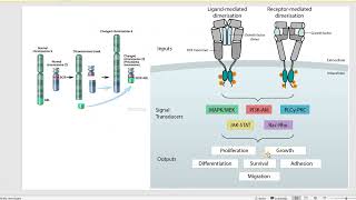 Myeloproliferative DisordersNeoplasms [upl. by Pacien]