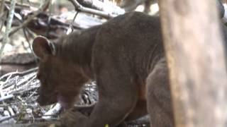 What is a Fossa  Madagascar [upl. by Renita]