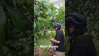 Black Sapote [upl. by Noirod]