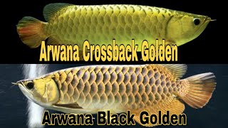 Ikan Arwana Malaysia  Black Golden arowana x Crossback Golden arowana [upl. by Slosberg]