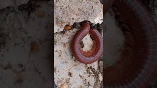 Millipedes01 13millipe insects millipedes centipede [upl. by Htennaj]