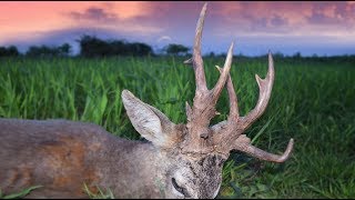 Roebuck hunting in Romania 2017 best of compilation Rehbockjagd in Rumänien 2017 beste Momente [upl. by Imotih]