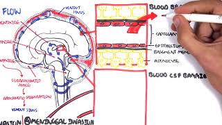 Bacterial Meningitis Pathophysiology [upl. by Adnuhsal]