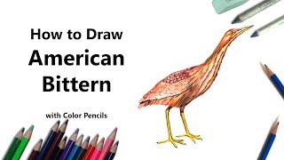 How to Draw a American Bittern with Color Pencils Time Lapse [upl. by Dirraj]