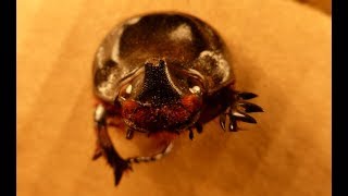 Dissecting a European Rhino Beetle [upl. by Yrrehs]