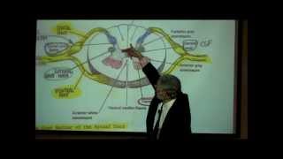 THE SPINAL CORD amp SPINAL TRACTS PART 1 by Professor Fink [upl. by Enair]