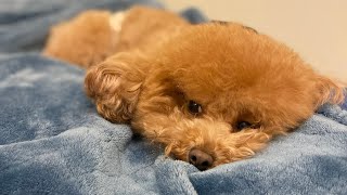 Our Toy Poodle is CRYING 😭 HOWLING every time we leave her [upl. by Sigfrid]