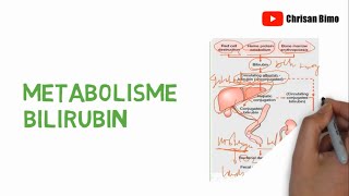 Metabolisme Bilirubin [upl. by Andrej176]