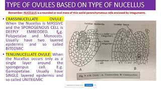 Lecture 4 30072020 Types of Ovule Based on Nucellus by Dr Prashant Pant Govt College Daman [upl. by Nigen]