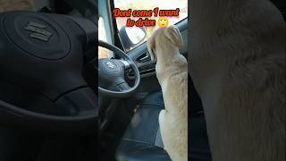 Cherry wants drive a car 🚨🙄😀🐾🐶 labrador cherry 🍒labrador doglover petlover [upl. by Akinit]