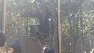 Siamang Gibbons Howling at LA Zoo [upl. by Witherspoon603]