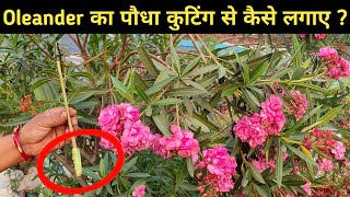 How to Grow Oleander Flower Plants From Cutting  Karobi Plant kaise lagaye  How to grow Karobi [upl. by Reivazx410]