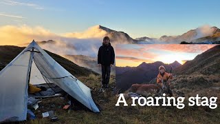 Fiordland Hunting During the Roar part 3 [upl. by Bowne]