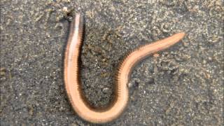 Nephtys spp  Goddess Worm [upl. by Brandon491]