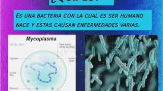 Mycoplasma y Ureaplasma [upl. by Yelram]