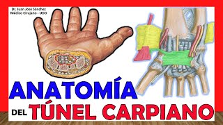 🥇 Anatomía del TÚNEL CARPIANO Límites Contenido Ligamentos [upl. by Pernell346]