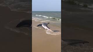 Beached great white shark rescued on Nantucket [upl. by Spratt]