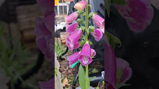 Foxglove Flowers relaxing nature gardening flowers [upl. by Annoynek109]