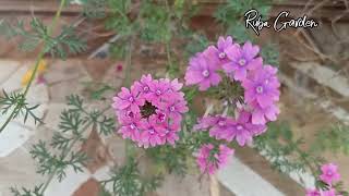 How to grow verbena plant in Tamil  verbena பூச்செடி வளர்ப்பது எப்படி [upl. by Lunneta746]