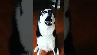 Dog Funny Moments 😅🤣 funny shorts dog animals [upl. by Wandie]