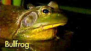 Frog Calls [upl. by Gunilla]