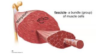 Layers of Connective Tissue in Skeletal Muscle [upl. by Clarie752]