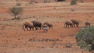 African Elephants leaving waterhole Kilaguni Lodge Tsavo West National Park Kenya  Eland Zebra [upl. by Lough]