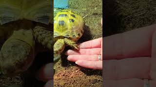 Trunky the Horsefield Tortoise come and join us veronikakoleva2372 pets animals cute [upl. by Aicekal]