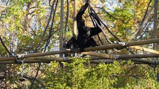 Siamang Gibbons Howling at the Cincinnati Zoo [upl. by Manno]