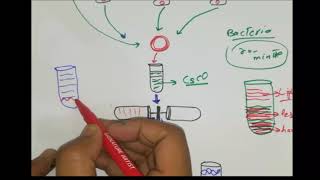 Meselson Stahl Experiment DNA replication models  Conservative semiconservative Disruptive model [upl. by Attelrak651]