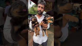 Rottweiler Puppies Sell in Serampore kolkata dogbreed shorts [upl. by Annawal]