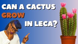 Can Cacti grow in LECA [upl. by Amikahs]