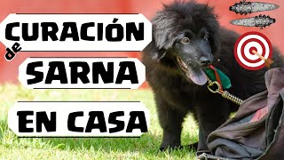 🛑Como CURAR el DEMODEX en los Perros⏭Aprende 1 Tratamiento FACIL de la DEMODECCIA Canina✅ [upl. by Batchelor]