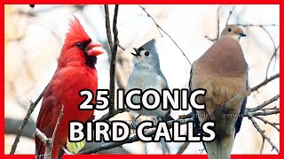 25 Iconic Bird Sounds [upl. by Yarased]