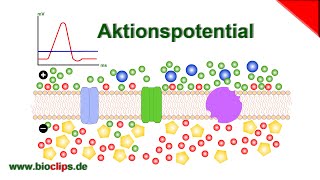 Aktionspotential [upl. by Donny]