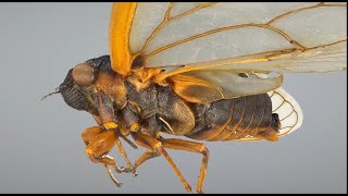 Cicada Specimens from the UConn Library Digital Imaging Lab [upl. by Whitcher]