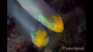 Blueband Glidergoby  Valenciennea strigata [upl. by Adlez]