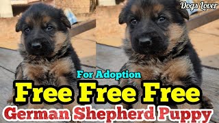 Free German Shepherd Puppy for Adoption  Free Free Free GSD PuppyDogsLover07 [upl. by Ardnoyek]