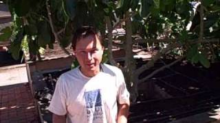 How to Save Seeds  Melon Chickweed Arugula and Nasturtium [upl. by Iphlgenia]