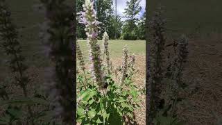 Pollinators Love This Plant agastache bees butterflies pollinators [upl. by Kamerman]