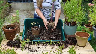 How to Divide Mint into Free Plants [upl. by Guttery]