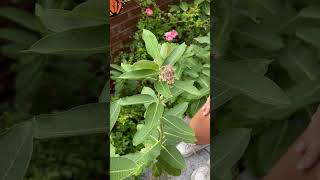 3 Ways to Identify MILKWEED [upl. by Onstad]